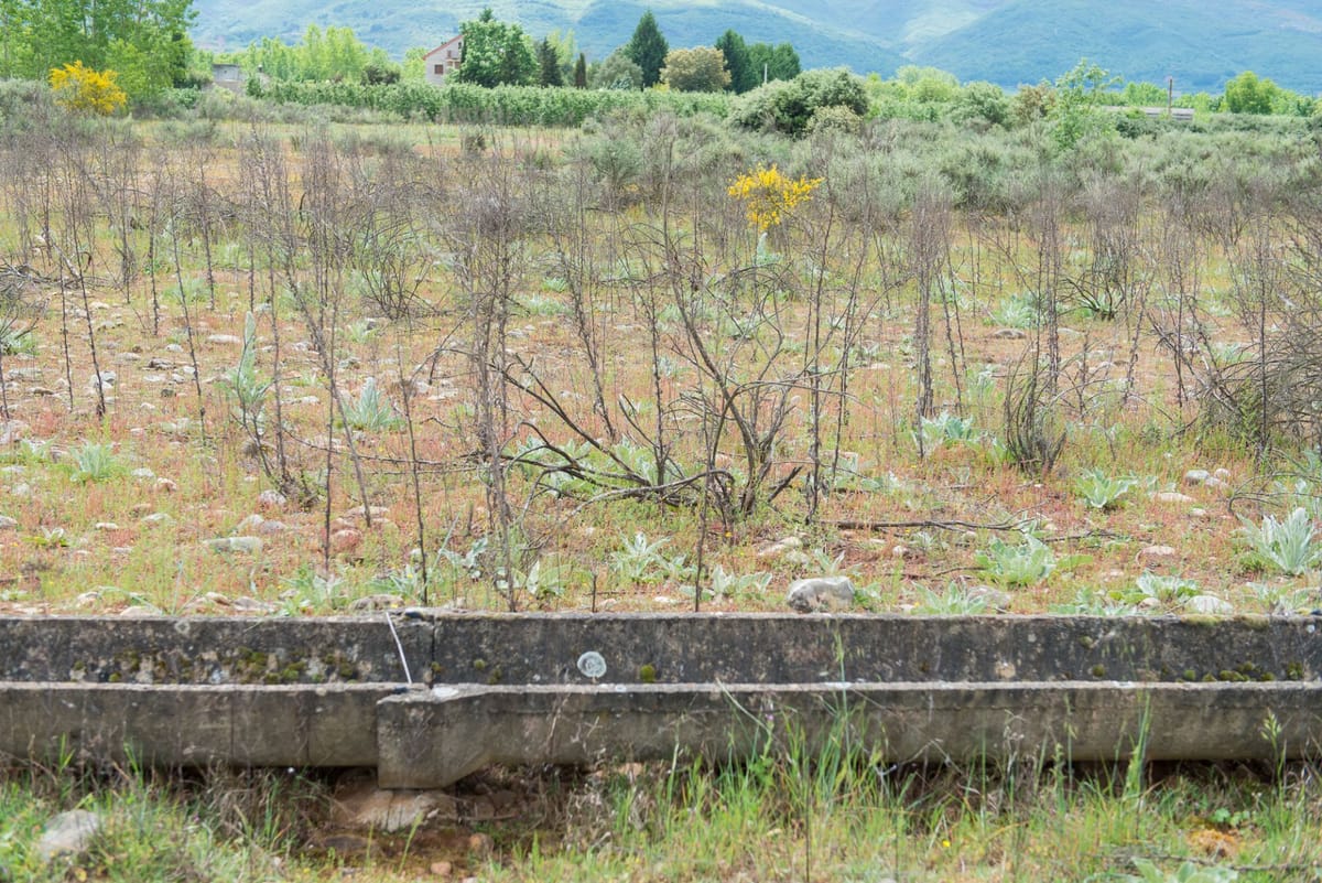 Enorme finca rustica en las chanas, Dehesas