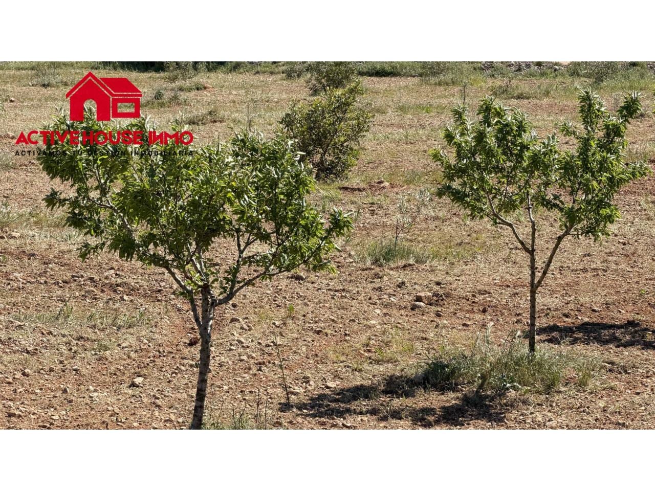 Venta de finca rústica cultivable en Godall - Foto 3