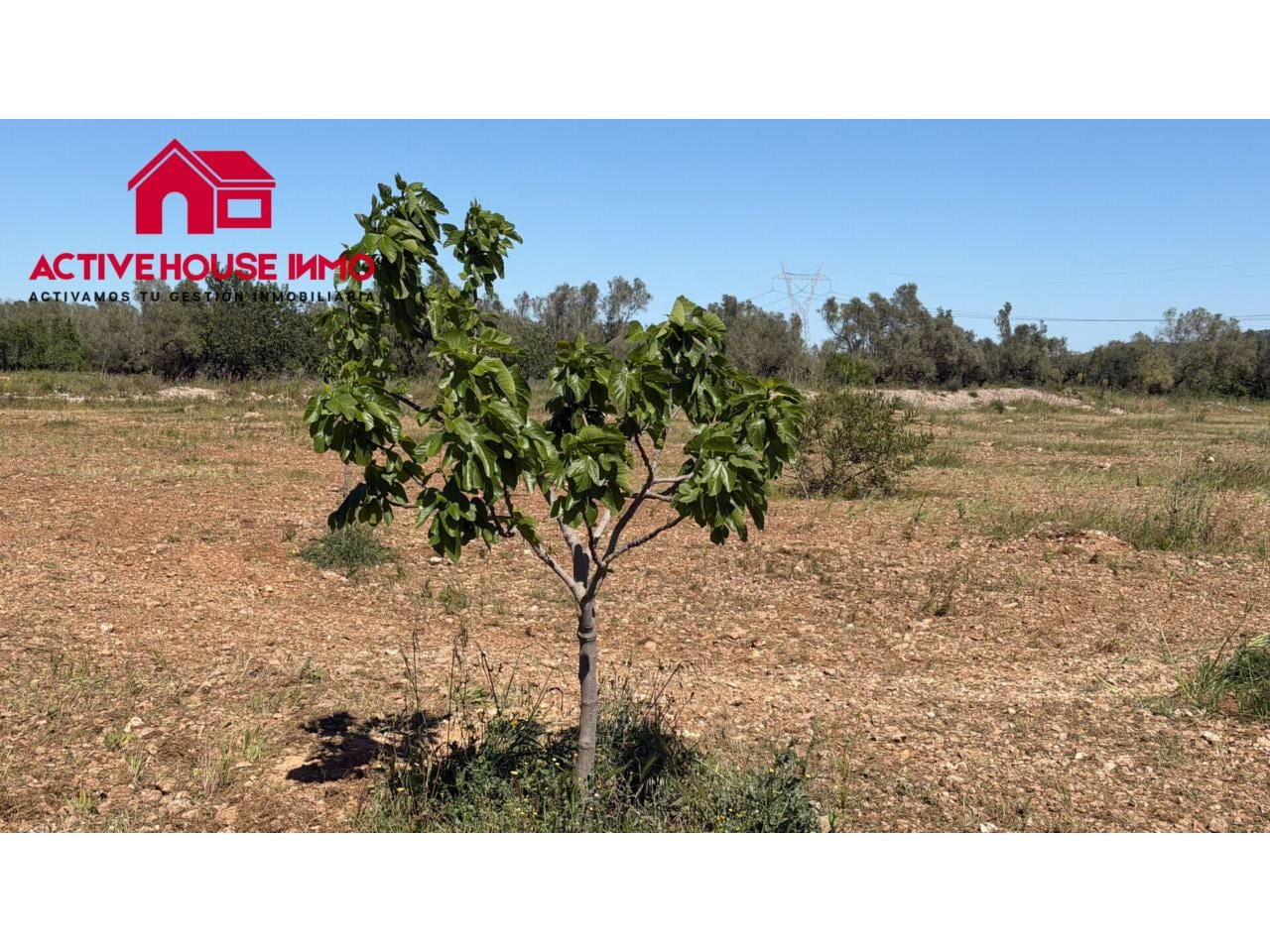 Venta de finca rústica cultivable en Godall - Foto 5