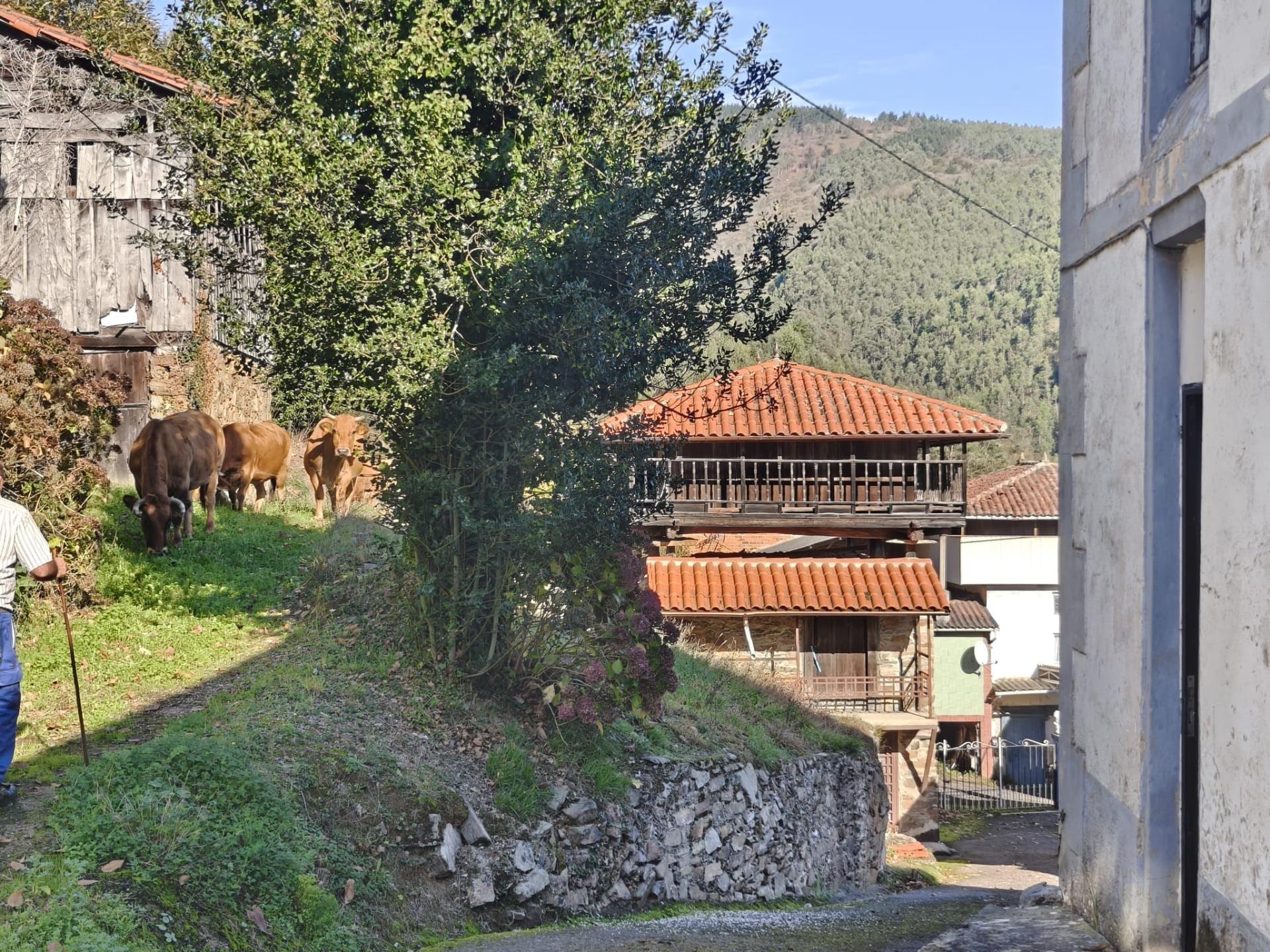 Casa tradicional de piedra y castaño en Salas - Foto 28