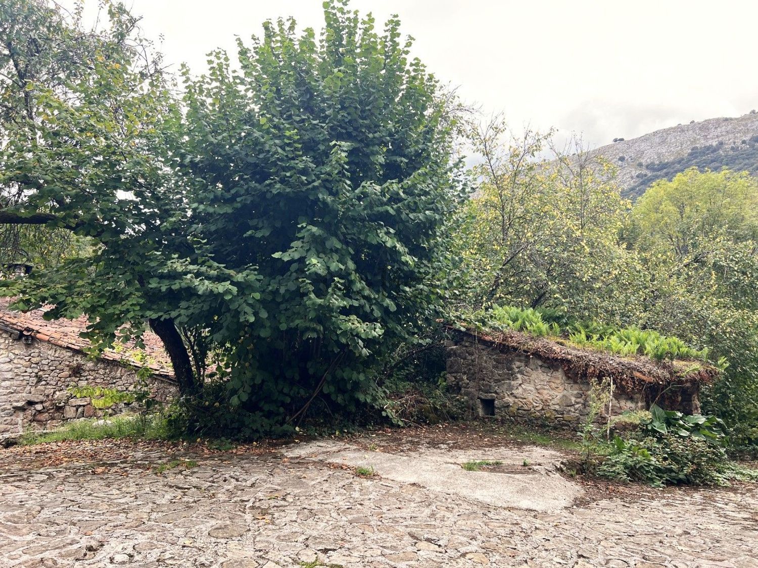 Casa con licencia vacacional en Peñamellera, Asturias - Foto 39