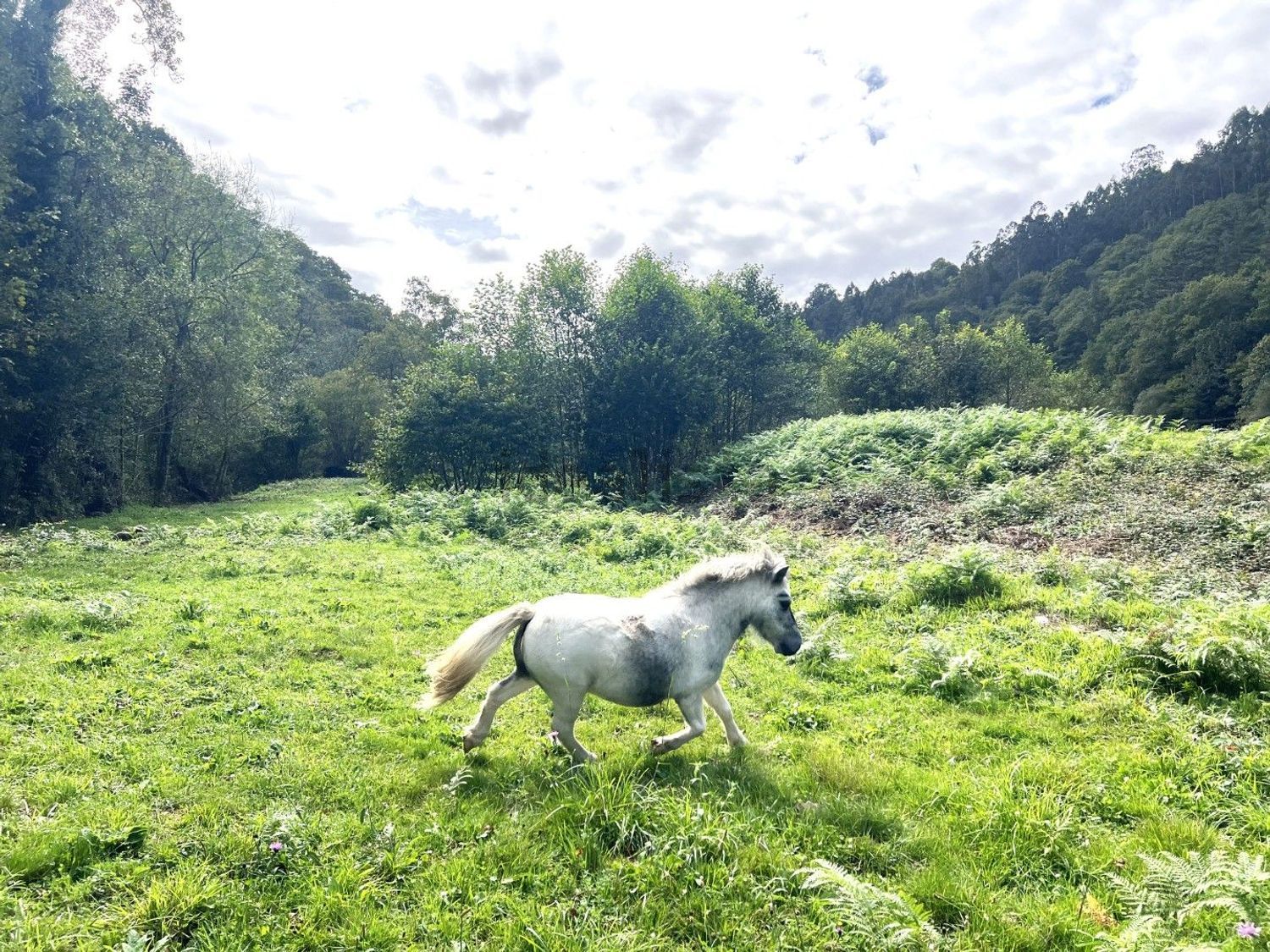 Dos casas reformadas con 1,7 hectáreas, molino y finca para caballos | Espinaredo, Piloña - Foto 18